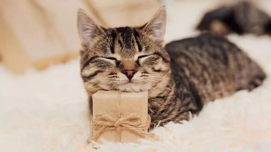 Gatos